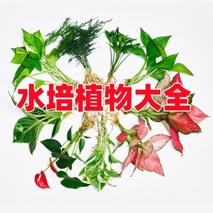 水培造景植物白掌花卉九里香盆栽竹芋绿萝办公室和鱼共生水养鱼缸