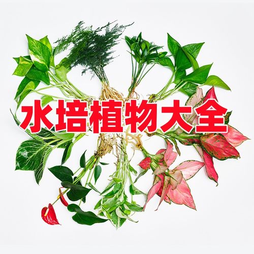 绿萝客厅桌面水培四季常青