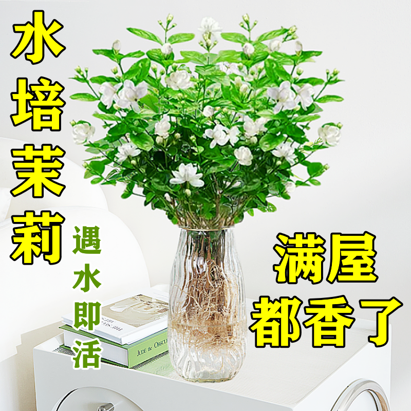 婉芳茉莉花水培客厅夏季带花