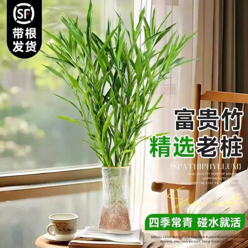 富贵竹水培绿植客厅室内四季常青好养活竹报平安装饰摆件