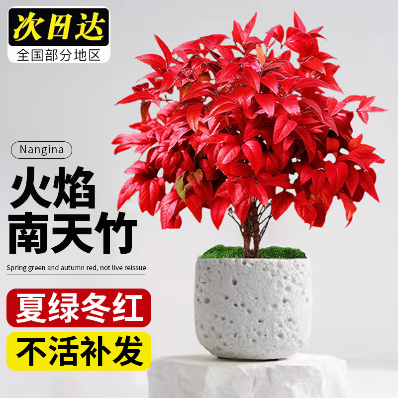火焰南天竹盆栽观叶绿植室内客厅办公室耐寒好养含盆红叶小盆景