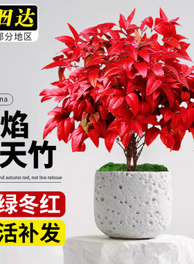 火焰南天竹盆栽观叶绿植室内客厅办公室耐寒好养含盆红叶小盆景