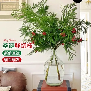 松枝鲜切圣诞花束水培绿植物诺贝松天竺少女水养家用插花鲜花摆件