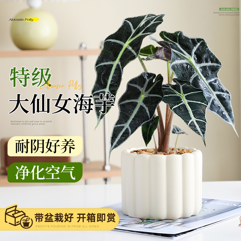 办公室内客厅非洲面具高级感盆栽