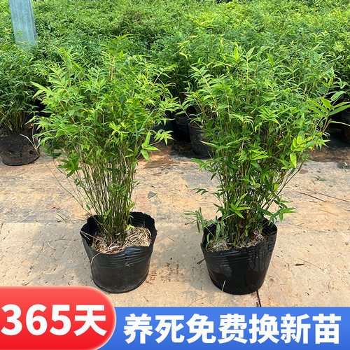 婉芳客厅米竹盆栽四季常青