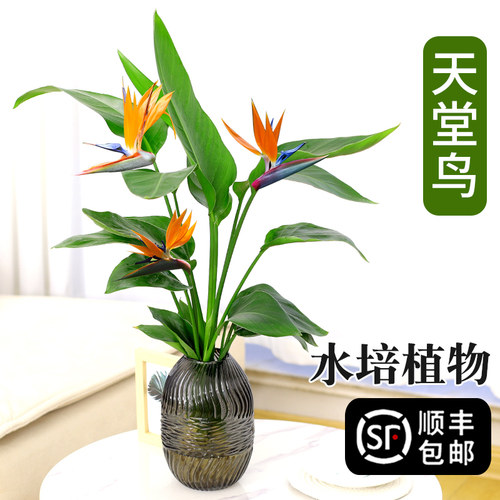 天堂鸟盆栽客厅四季常青