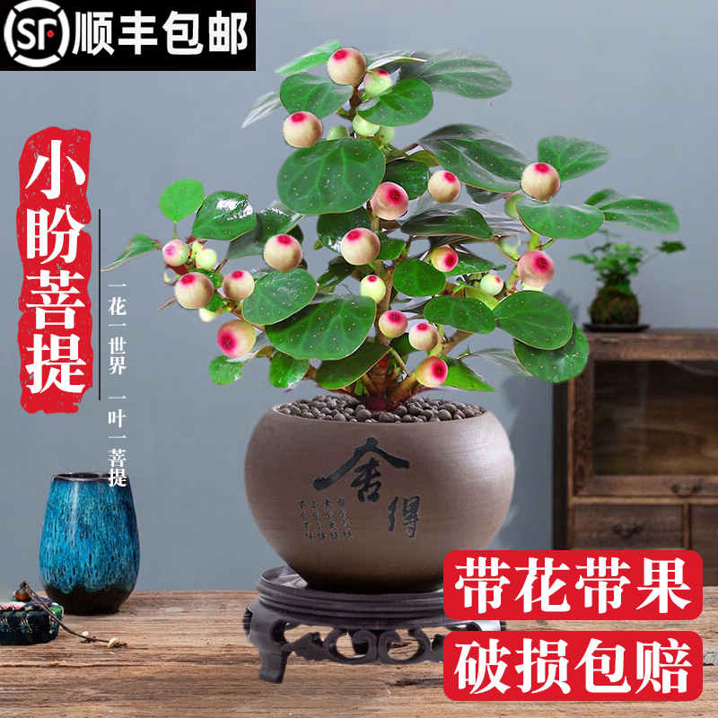 小盼菩提树盆栽带果绿植室内禅意盆景办公室花卉植物桌面好养摆件-封面