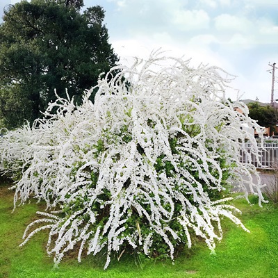雪柳植物喷雪花苗盆栽花卉绿植