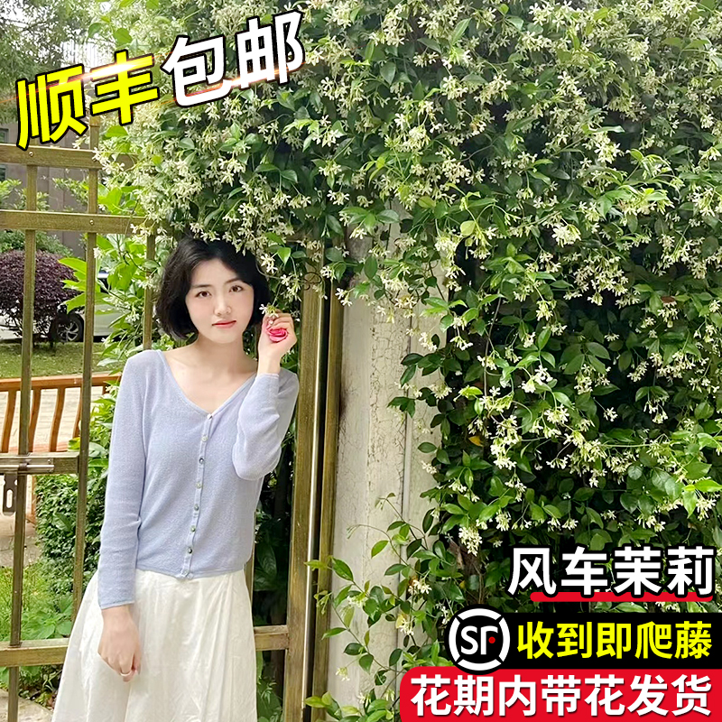 婉芳风车茉莉庭院秋季好养开花香