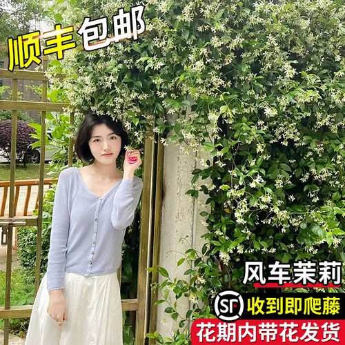 婉芳风车茉莉庭院秋季好养开花香