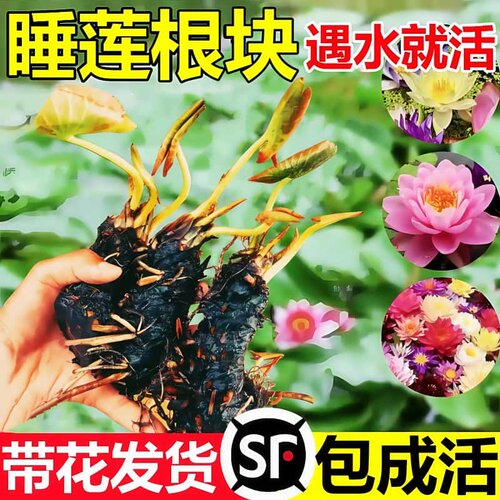 睡莲水培植物净化水质