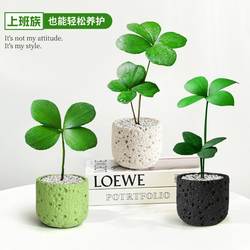 婉芳幸运四叶草迷你盆栽墨西哥铁树室内绿植物桌面高颜值好养花卉