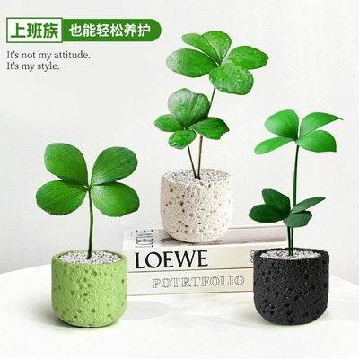 婉芳幸运四叶草迷你盆栽绿植