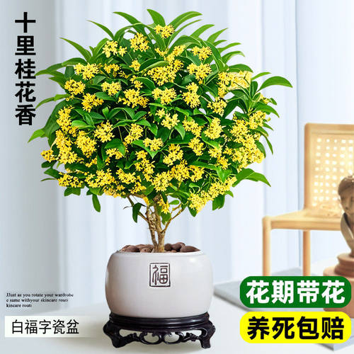四季桂花树苗盆栽可食用开花不断室内阳台庭院浓香型花卉植物促销