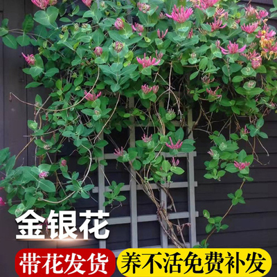 婉芳金银花木本庭院夏季带花