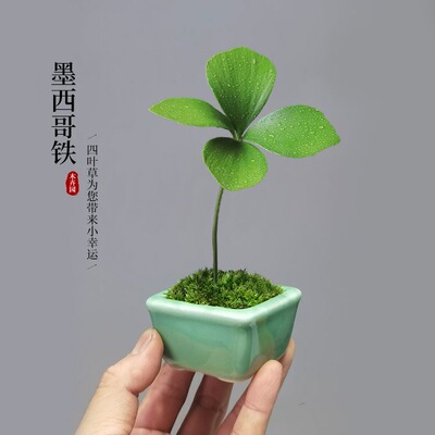 墨西哥铁树四叶幸运草办公室内茶台桌面中式禅意绿植花卉盆栽