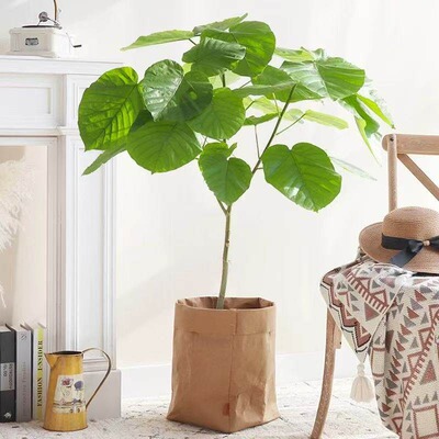 爱心榕盆栽客厅落地ins北欧风植物棒棒糖伞榕心叶室内净化空气