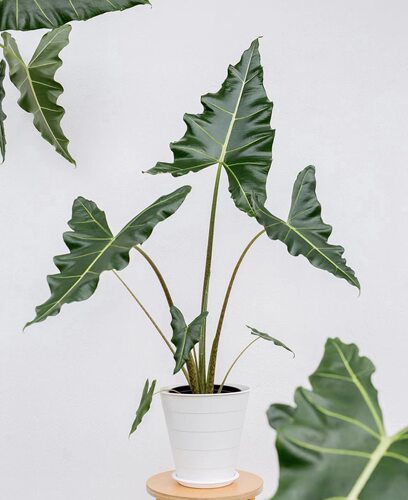 萨利安海芋客厅四季常青