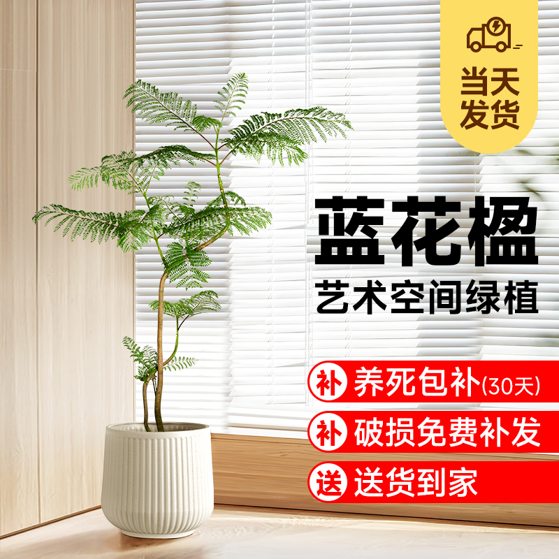 婉芳造型蓝花楹盆栽大型落地复古