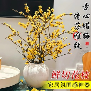 水培腊梅鲜花家用插花水养干枝蜡梅年宵花适合懒人养的带花苞浓香