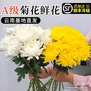 鲜花黄白菊花祭鲜花鲜切花花卉清明菊花家用插花云南基地直发花束