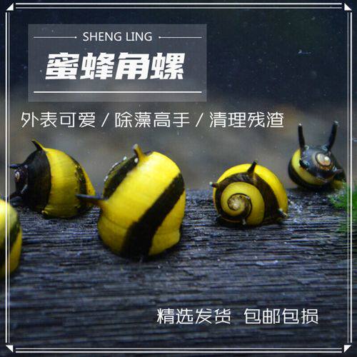 观赏蜜蜂角螺黄金螺斑马洋葱螺苏拉橙黑金刚螺淡水观赏除藻工具螺