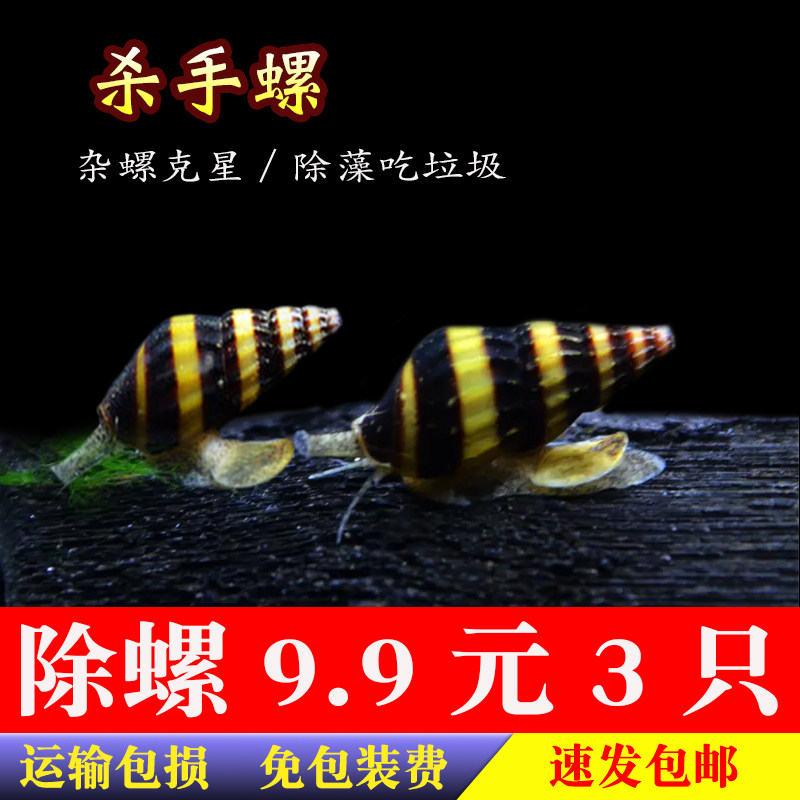 包邮杀手螺大黄蜂螺观赏螺宠物螺除藻螺工具螺活体水族除杂螺除蜗