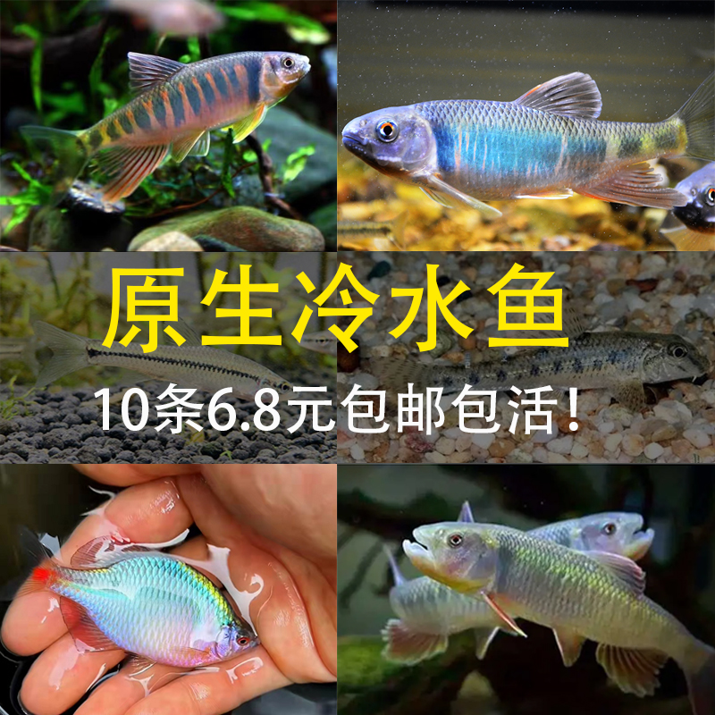 高体鳑鲏鱼七彩长鳍鱲宽鳍鱲麦穗鱼马口鱼原生爆缸冷水鱼观赏鱼
