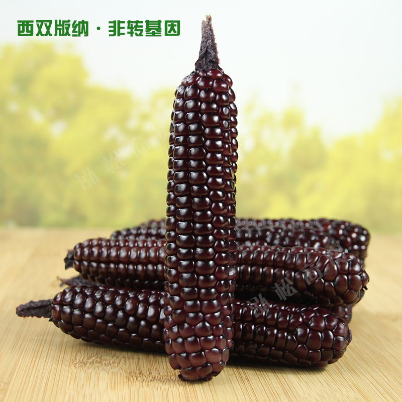 傣老表紫糯拇指玉米富含花青素
