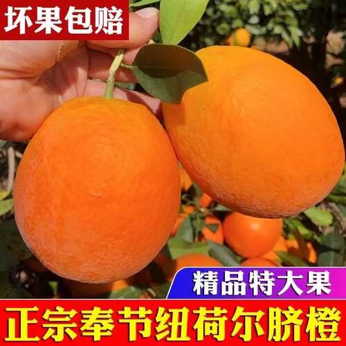 超甜爆汁正宗伦晚脐橙产地直发