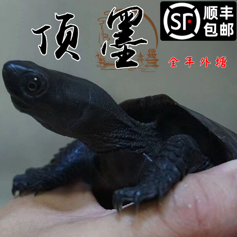 顶墨龟纯种全黑龟苗外塘中华公草龟迷你小乌龟活物活体金线龟小宠