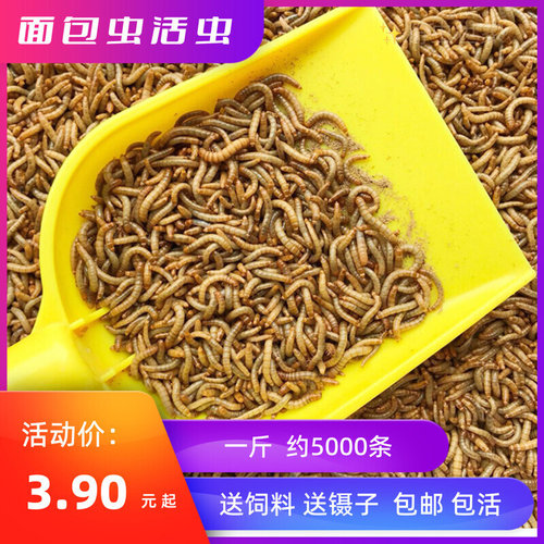 面包虫活虫黄粉虫活体虫子守宫乌龟八哥仓鼠钓鱼画眉鸟食饲料包邮