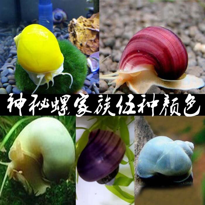 观赏螺活体黄金螺紫纹螺白蓝神秘螺黄金兔子螺除藻螺淡水包邮