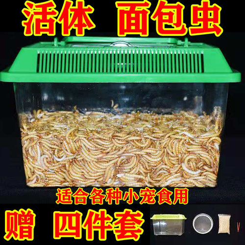 面包虫活体 黄粉虫活虫 鹦鹉鱼 金龙鱼 乌龟 画眉鸟石蛙饲料包邮