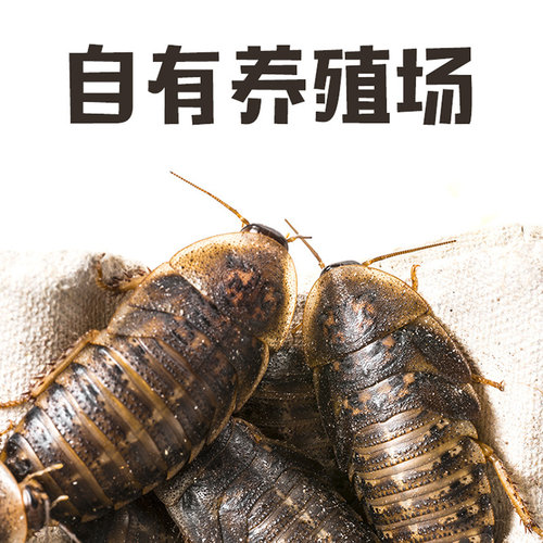 杜比亚蟑螂活虫活体饲料活饵龙鱼守宫鬃狮繁殖组营养超蟋蟀樱桃