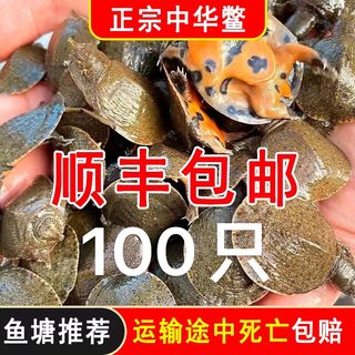 小甲鱼苗中华老鳖王八外塘冷水苗水鱼团鱼宠物龙鱼饲料活体包邮