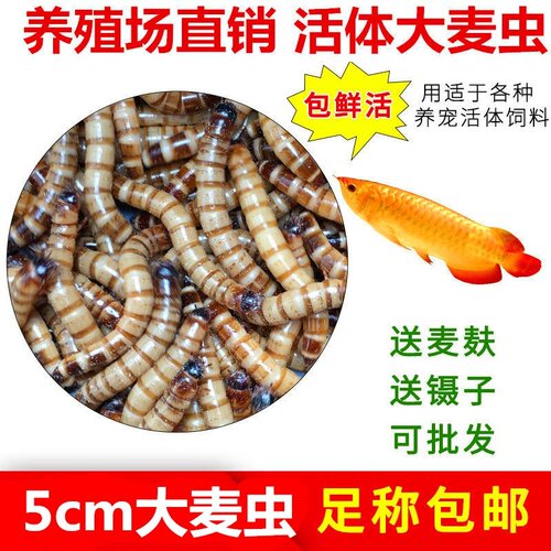 包邮大麦虫活虫面包虫黄粉蛋白鲜活虫子龙鱼八哥鸟食活体饲料