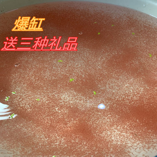 水蚤活苗活体饲料高蛋白鱼苗开口饲料可繁殖蹦蹦虫活体饲料