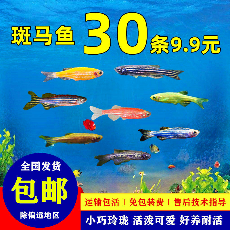 斑马鱼活体小型好养耐活鱼淡水练鱼