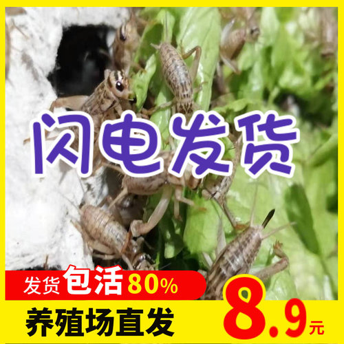 蛐蛐白蟋蟀活体饲料守宫蜥蜴蜘蛛龙鱼鸟树蛙食物针头油葫芦活物