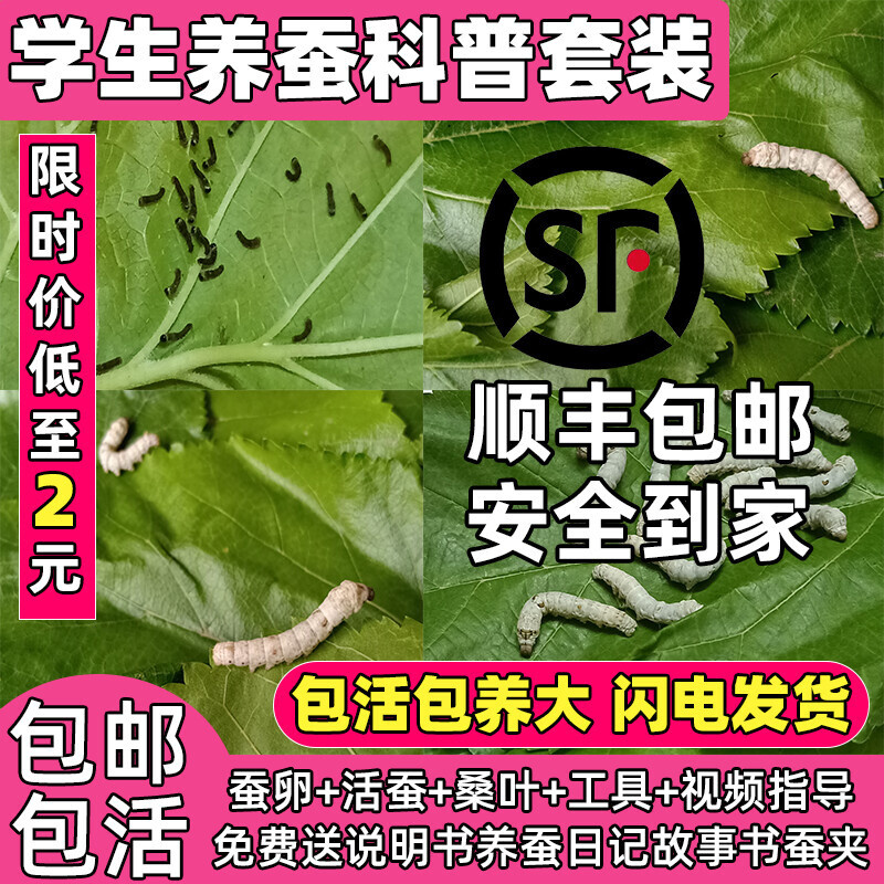 蚕宝宝活体学生养蚕套装春蚕活物蚕卵蚕种蚕籽幼虫大蚕送新鲜桑叶