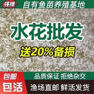 锦鲤水花鱼苗好养活日本纯种进口红白三色昭合丹顶冷水观赏鱼幼鱼