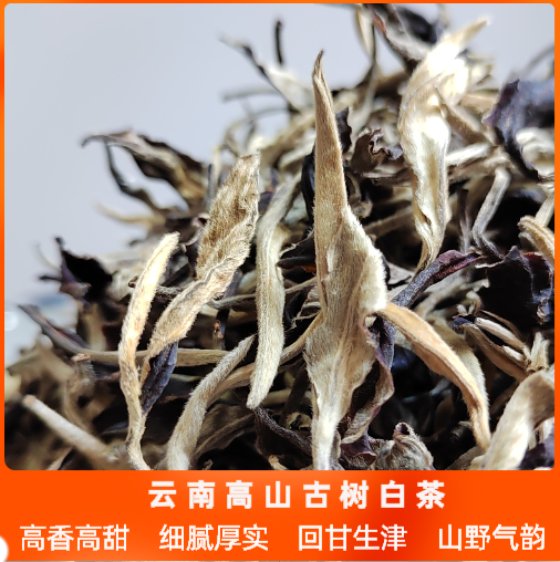 云南高山老古树白茶秧塔月光白茶