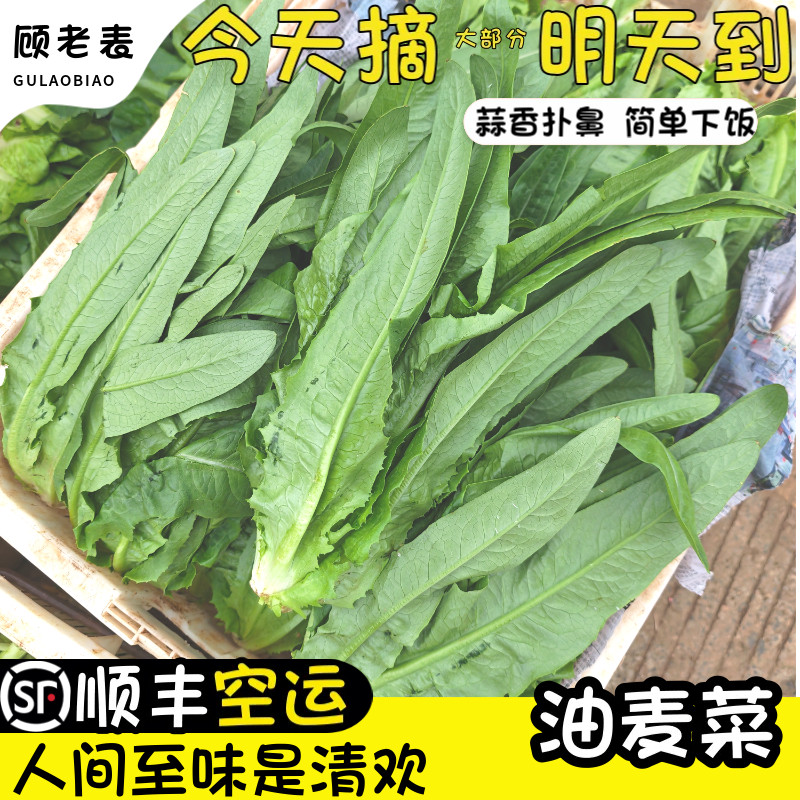 顺丰空运次日达油麦菜现摘