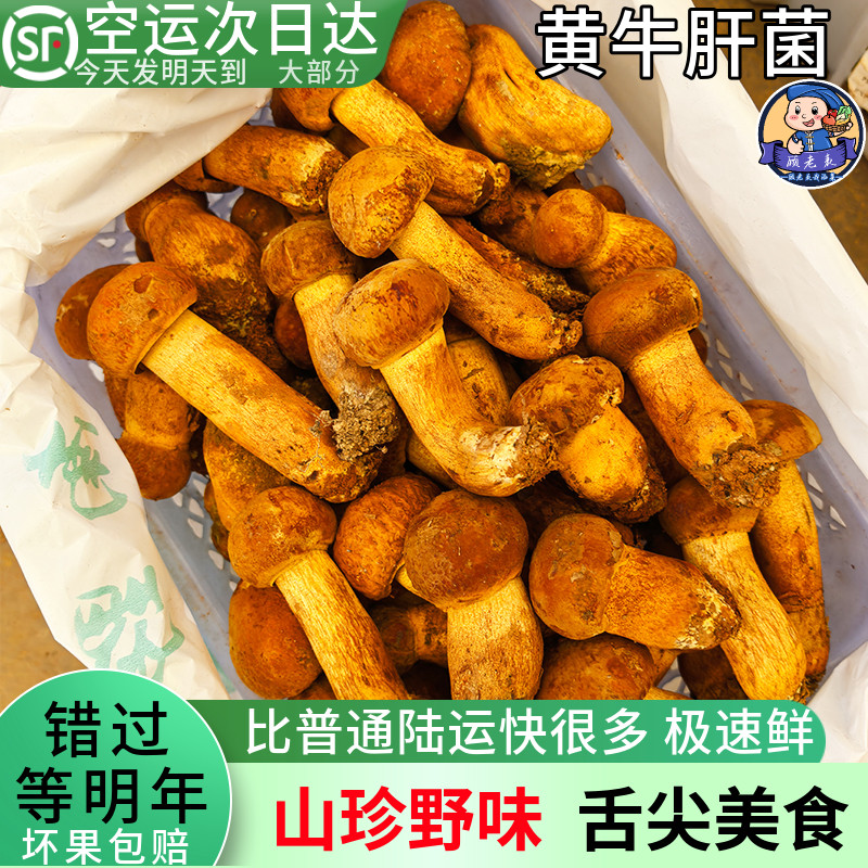 顾老表云南黄牛肝菌非人工种顺丰
