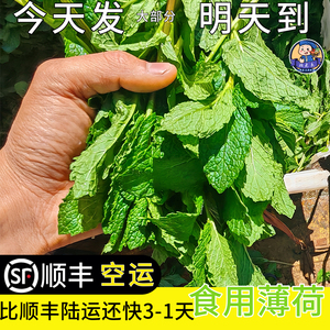 顺丰空运云南新鲜薄荷蔬菜食用餐饮火锅蘸水调料鲜薄荷叶食用3斤