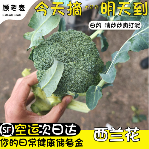 顺丰空运次日达新鲜西兰花
