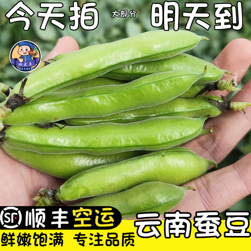 顾老表新鲜蚕豆顺丰空运