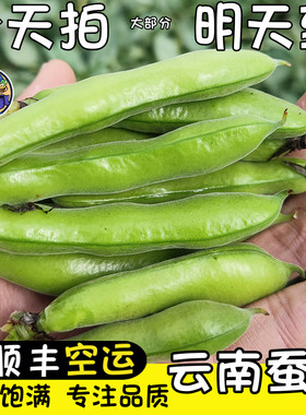 顺丰空运次日达顾老表新鲜蚕豆