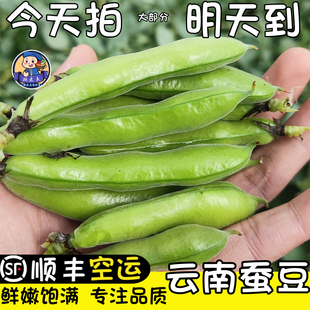 顺丰空运云南新鲜蚕豆蔬菜嫩蚕豆夹胡豆罗汉豆带壳蚕豆新鲜采摘